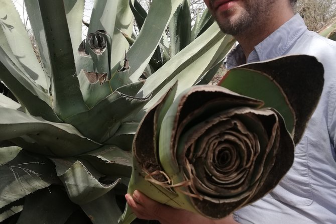 Private Tour of the Mezcal Route with Ancestral Drinks - Timing and logistics: how to plan your day in San Luis Potosí
