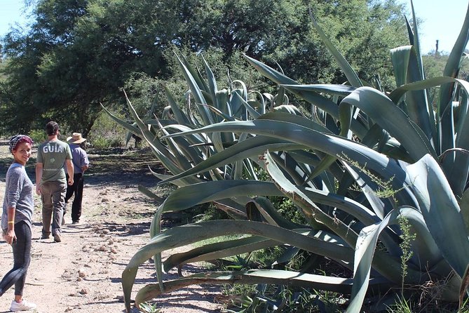 Private Tour of the Mezcal Route with Ancestral Drinks - Who this tour suits best, and who might want a different style