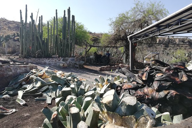 Private Tour of the Mezcal Route with Ancestral Drinks - Stop 2: Mezcal patio in the mountains and campanilla clay-pot distillation