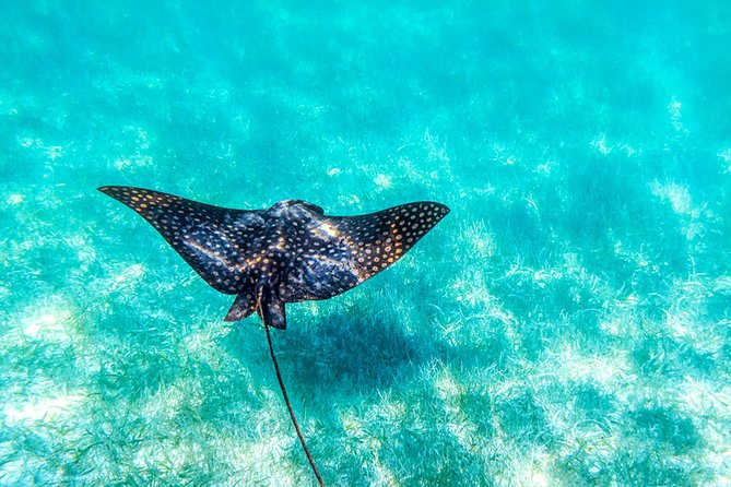Private tour - Sian Ka´an Adventure - Boca Paila and lagoon cruising, where wildlife moments happen fast