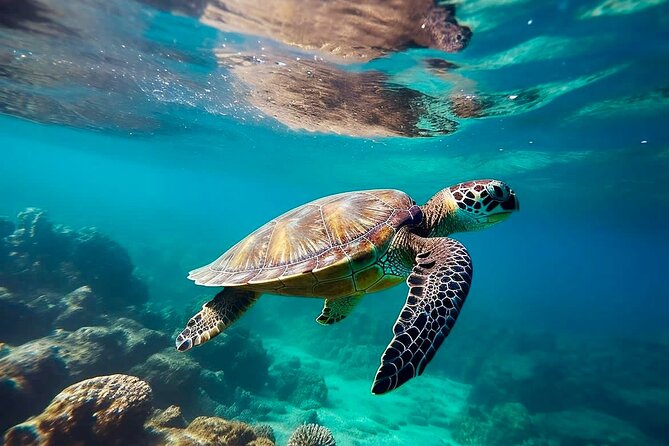 Private Tour Tulum Tortugas Cenote Beach All Inclusive - Key highlights that make this day trip work