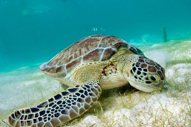 Private Tour Tulum Tortugas Cenote Beach All Inclusive - What to expect on a 5 to 7 hour schedule