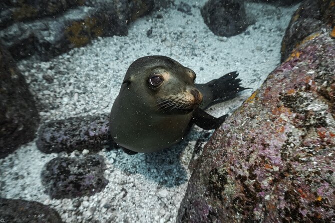 Private Trip Espiritu Santo Island - Sea lions at La Lobera: snorkeling that’s thrilling, but seasonal