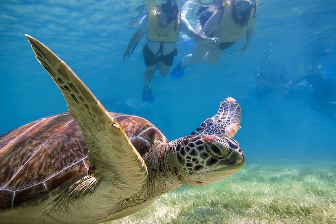 Private Tulum Ruins, Turtles in Akumal and Cenote Adventure - Early morning pickup and how to plan your day around it
