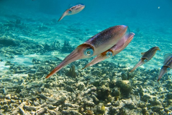 Private Tulum Ruins, Turtles in Akumal and Cenote Adventure - Akumal Beach turtle snorkeling: how to make the water time count