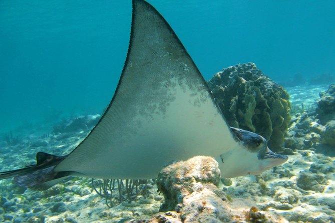 Private Turtle Snorkel Adventure in Akumal - Akumal Beach and Your Time in the Water: Wildlife You Can Actually See