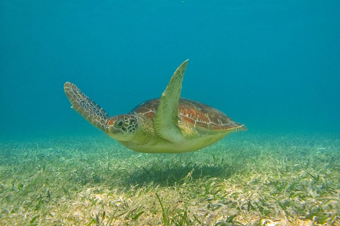Private Turtle Snorkel Adventure in Akumal - Gear, Clothing, and Comfort: Don’t Let Logistics Ruin the Snorkel