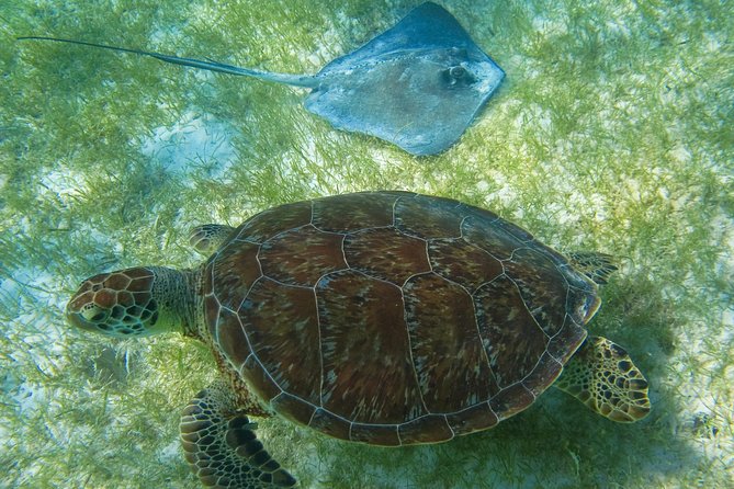 Private Turtle Snorkel Adventure in Akumal - Time on the Water vs. Extra Costs: Budget Like a Pro