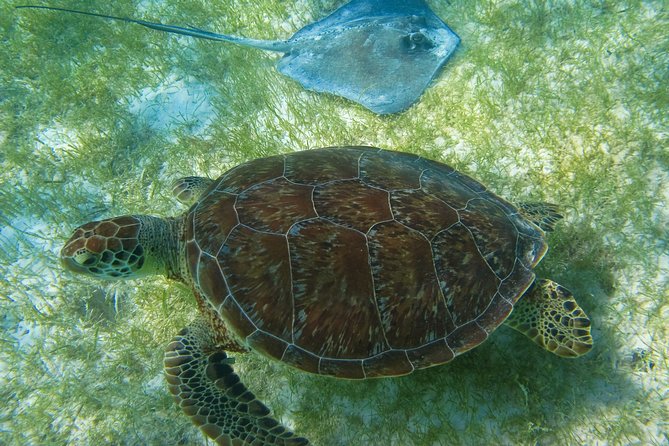 Private Turtles & Cenotes Adventure - Half-day schedule from Playa del Carmen, starting around 6:00 am