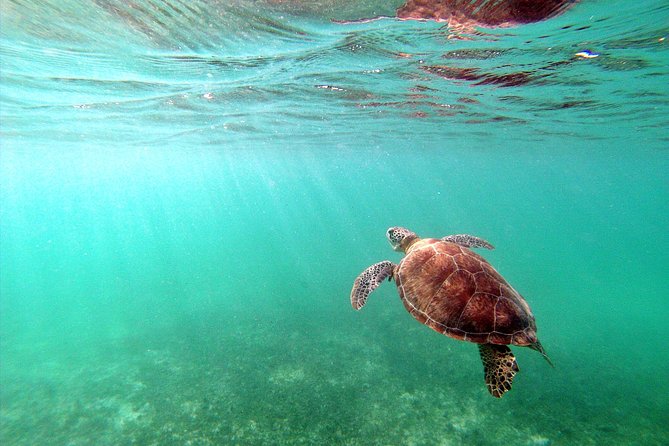 Private Turtles & Cenotes Adventure - Turtle guide energy: clear explanations, not rushed time