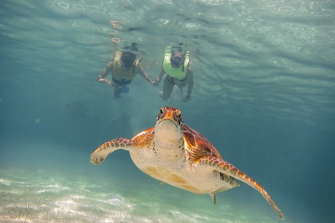 Private Turtles & Cenotes Adventure - Snorkeling comfort: gear is included, and help is part of the deal