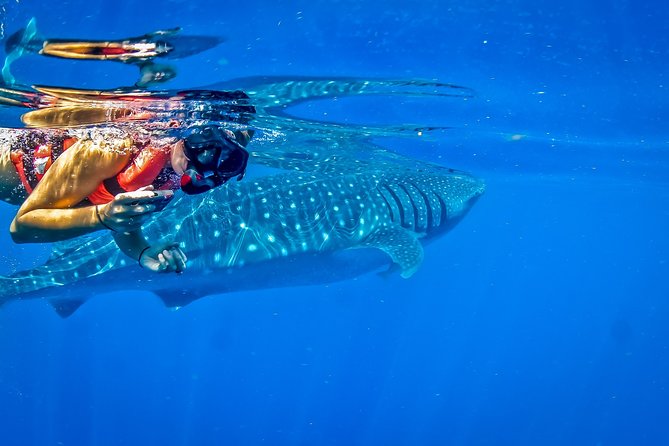 Private Whale Shark All Inclusive Experience - Key takeaways before you book