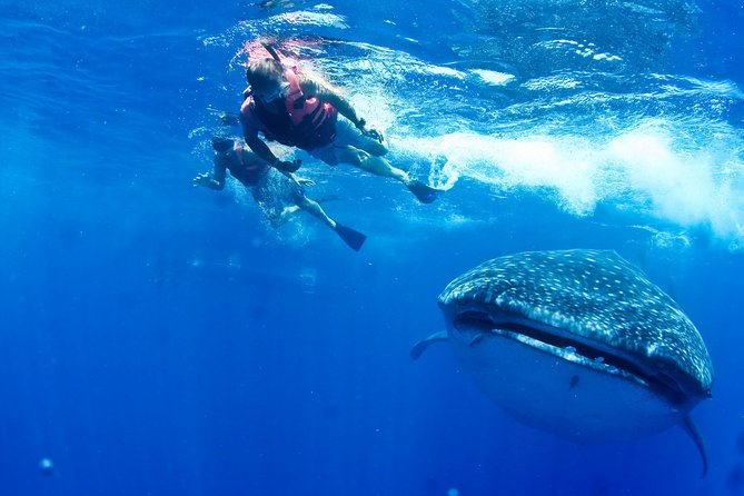 Private Whale Shark All Inclusive Experience - Gear and what you need to bring