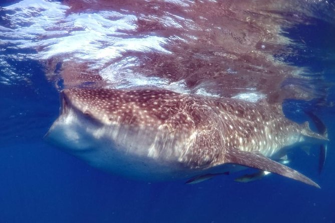 Private Whale shark Ecofriendly tour from Cancun - Marina Hacienda del Mar Briefing, Gear, and Hygiene Rules