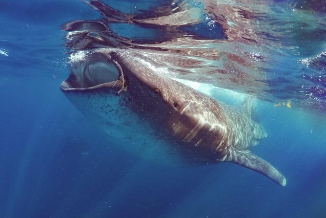 Private Whale shark Ecofriendly tour from Cancun - Finding Whale Sharks in the Caribbean Reserve