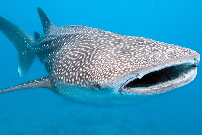 Private Whale shark Ecofriendly tour from Cancun - Snorkeling Gear, Mouth Covers, and What It Feels Like in the Water