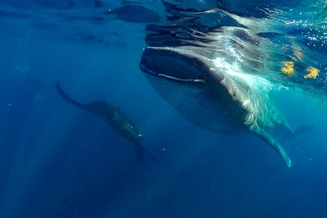Private Whale shark Ecofriendly tour from Cancun - Lunch Time, Water, and Soft Drinks