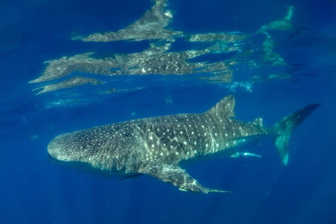 Private Whale shark Ecofriendly tour from Cancun - Ecofriendly in Practice, Not Just a Label