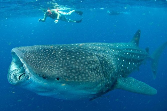 Private Whale shark Ecofriendly tour from Cancun - Price and Value: Is $895 Per Person Worth It?