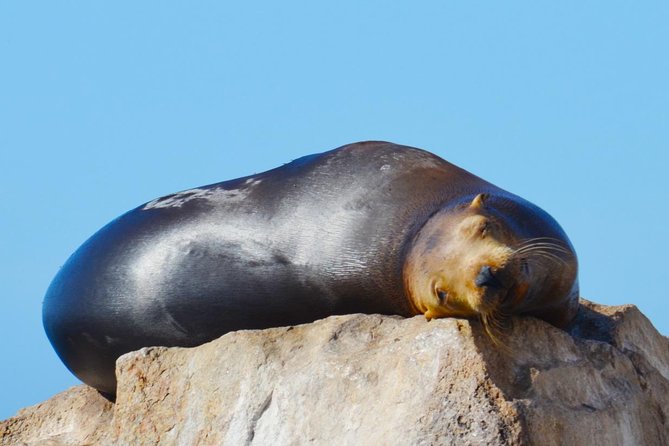 PRIVATE Whale Watch Tour | Cabo San Lucas | Biologist | FREE Pics - Heading out for whales: what you can expect on the water