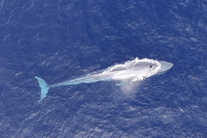 PRIVATE Whale Watch Tour | Cabo San Lucas | Biologist | FREE Pics - Photo service and what it means for your trip