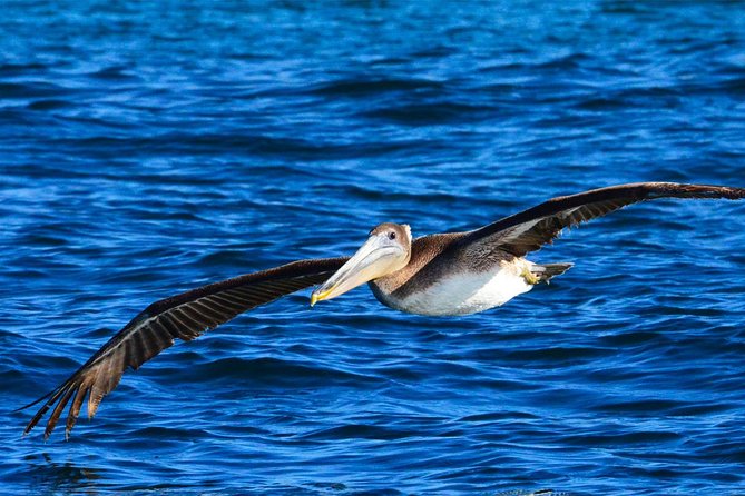 PRIVATE Whale Watch Tour | Cabo San Lucas | Biologist | FREE Pics - Comfort, equipment, and sustainability details that matter