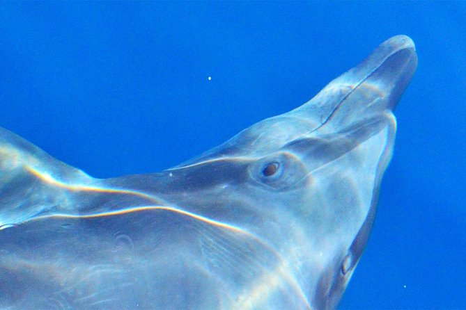 PRIVATE Whale Watch Tour | Cabo San Lucas | Biologist | FREE Pics - Duration, pacing, and why timing affects whale odds