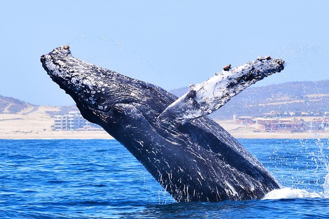 PRIVATE Whale Watch Tour | Cabo San Lucas | Biologist | FREE Pics - Who this private whale watch is best for
