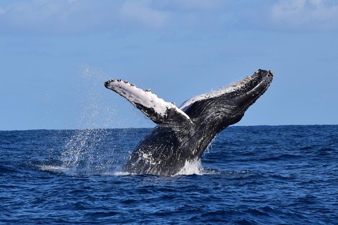 PRIVATE Whale Watch Tour | Cabo San Lucas | Biologist | FREE Pics - Bay stops first: Arch, Lovers Beach, and Pelican Rock
