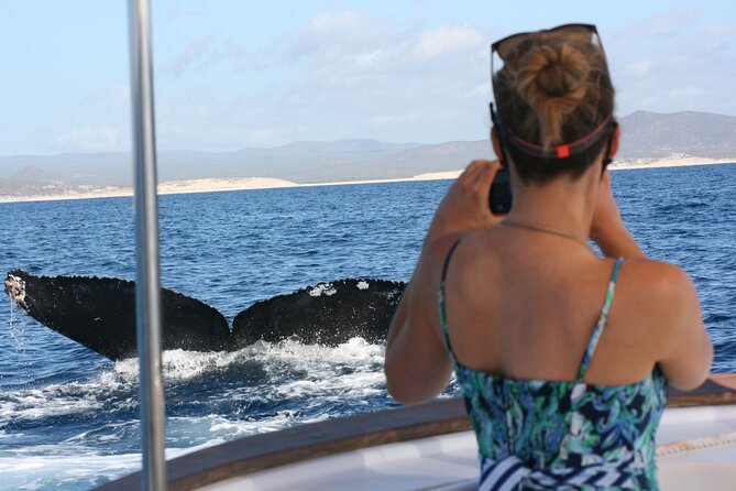 Private Whale Watching in San José del Cabo - Key highlights to know before you go