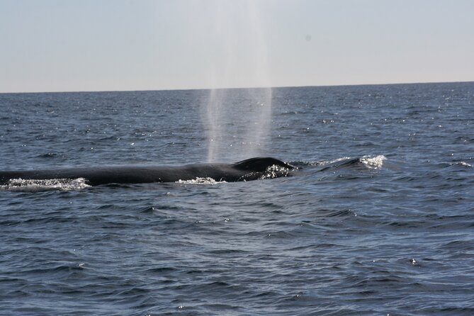 Private Whale Watching in San José del Cabo - Your 2.5 hour schedule and check-in timing