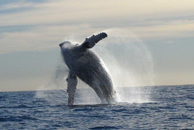 Private Whale Watching in San José del Cabo - Stop in San José del Cabo waters: what you might see
