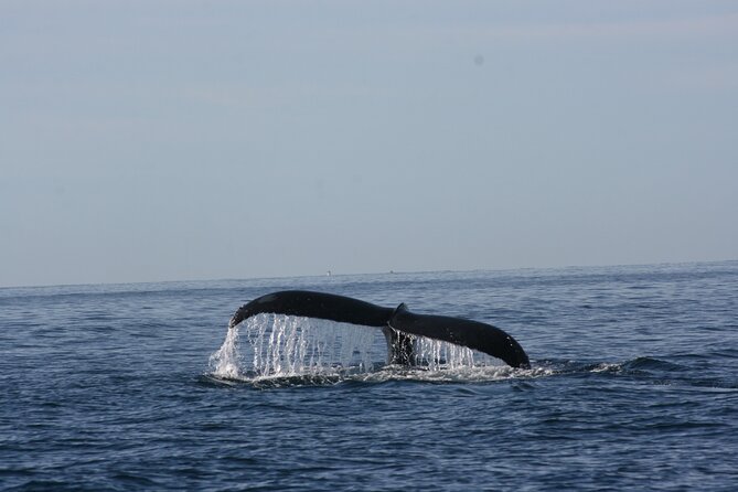 Private Whale Watching in San José del Cabo - Price and value: does $200 per person make sense?