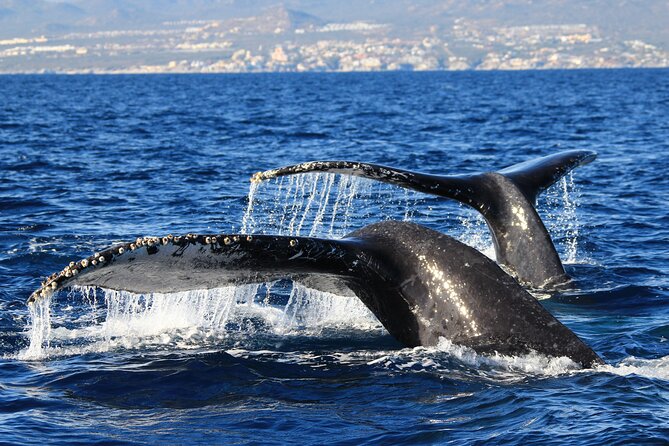 Private Whale Watching in San José del Cabo - What can go wrong, and how to plan for it