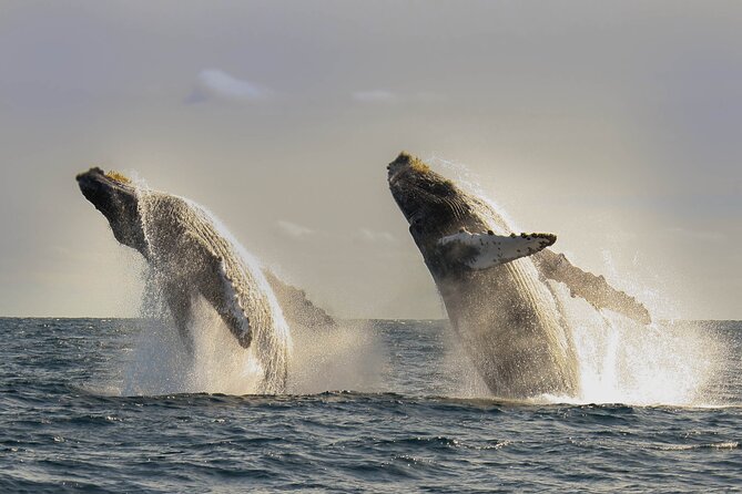 Private Whale Watching in San José del Cabo - Getting to and from the shore without the usual chaos