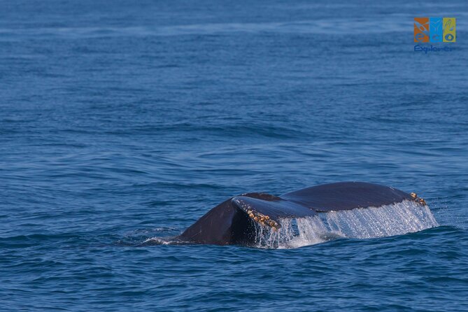 Private Whale watching Puerto Vallarta - Private Whale Watching Puerto Vallarta, Eco Explorer Vallarta: What You’re Paying For