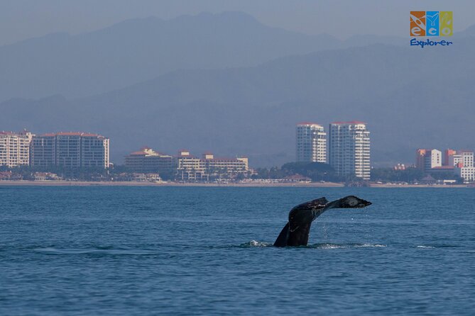 Private Whale watching Puerto Vallarta - Meeting Marina Vallarta and getting ready for an 11:30 am start