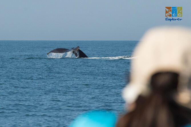 Private Whale watching Puerto Vallarta - Stop 1: Tours Eco Explorer Vallarta and the eco search for wildlife