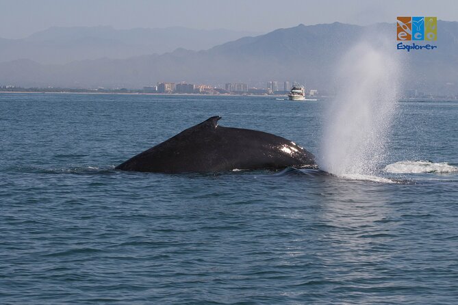Private Whale watching Puerto Vallarta - Around Banderas Bay: the whale watching portion that creates the wow moments