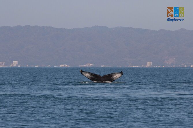 Private Whale watching Puerto Vallarta - Listening with the hydrophone: why it changes what you notice