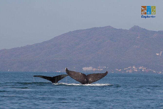 Private Whale watching Puerto Vallarta - Guides, respect, and the names that matter on this boat