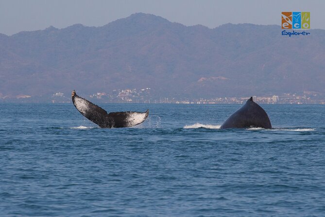 Private Whale watching Puerto Vallarta - Comfort details: life vests, water, and snacks for a 3 hour outing