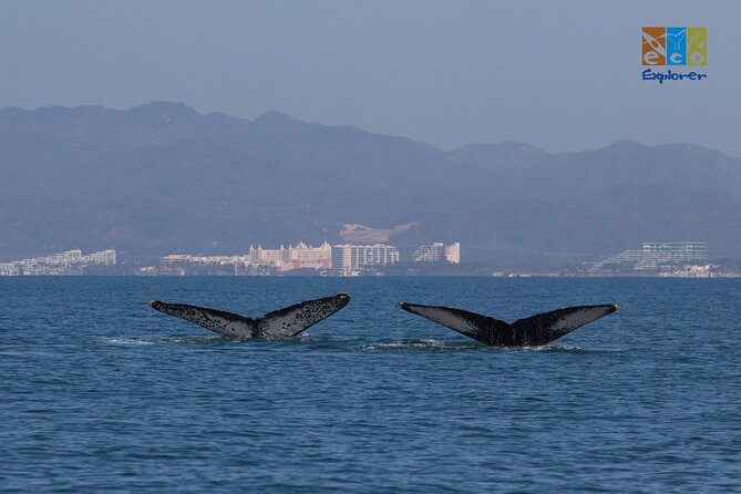 Private Whale watching Puerto Vallarta - The 3 hour plan: how the time is used on the water