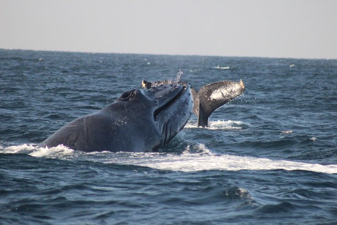 Private Whale Watching Tour in Puerto Vallarta - Key points worth knowing