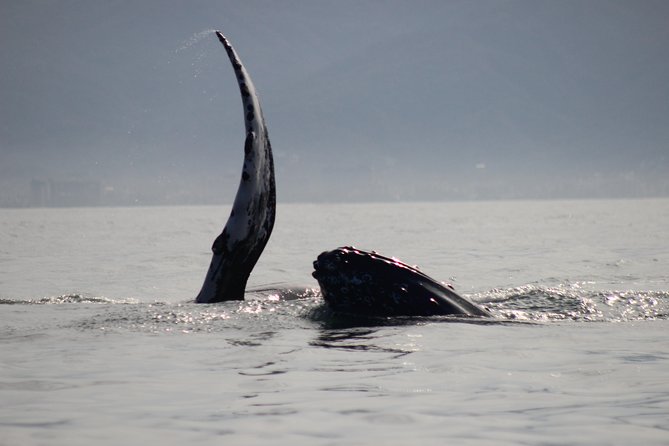 Private Whale Watching Tour in Puerto Vallarta - Winter humpbacks and why Puerto Vallarta works