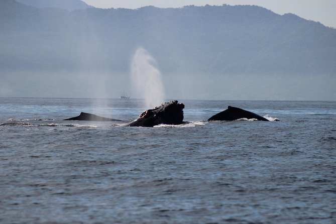 Private Whale Watching Tour in Puerto Vallarta - Finding whales the responsible way, with time for questions