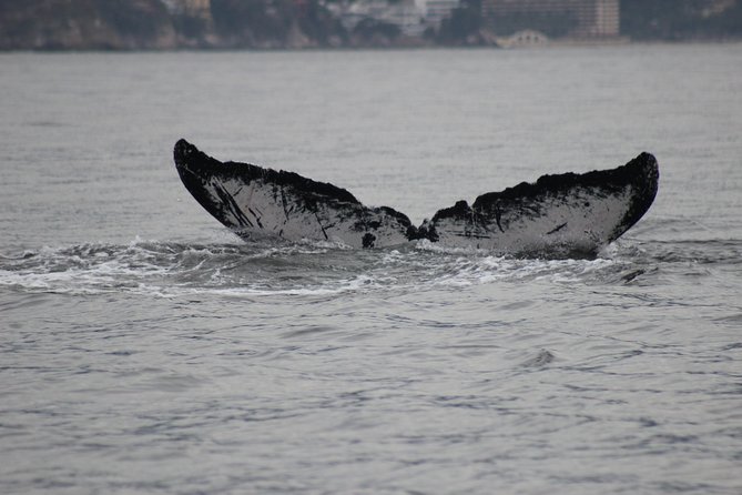 Private Whale Watching Tour in Puerto Vallarta - Lunch on the water: the 360-degree view meal break