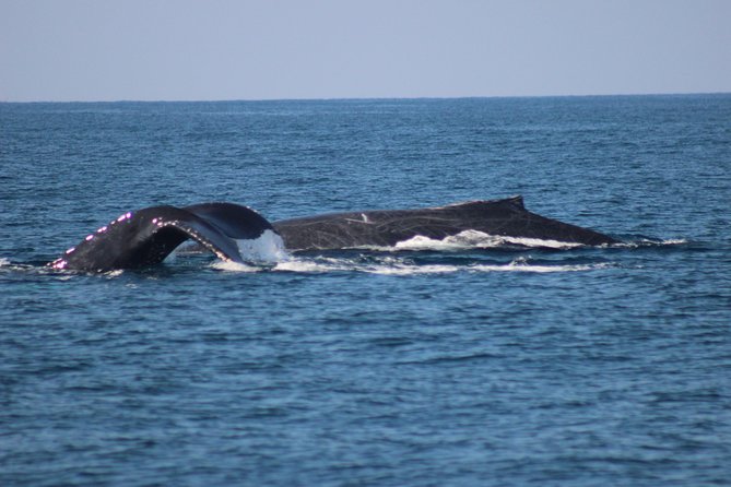 Private Whale Watching Tour in Puerto Vallarta - Boat comfort, kids, and the practical stuff