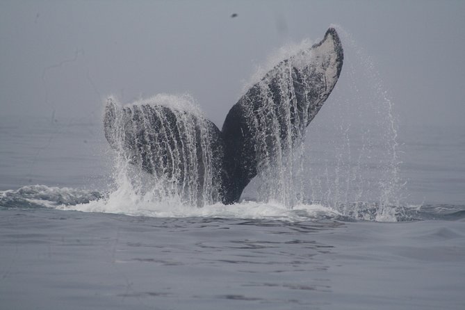 Private Whale Watching Tour in Puerto Vallarta - Your marina start: the exact timing you need