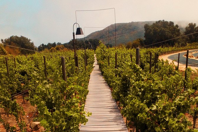 Private Wine Tour at Valle de Guadalupe (A wine tasting included). - Lunch time: food truck relaxed, or a chosen restaurant with a view